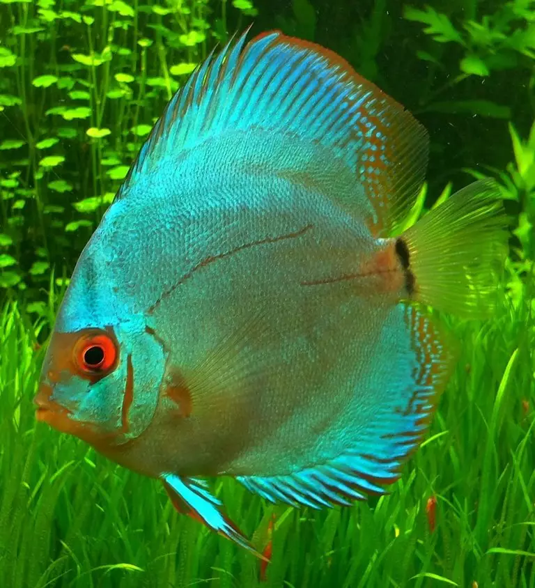 Nejkrásnější ryba