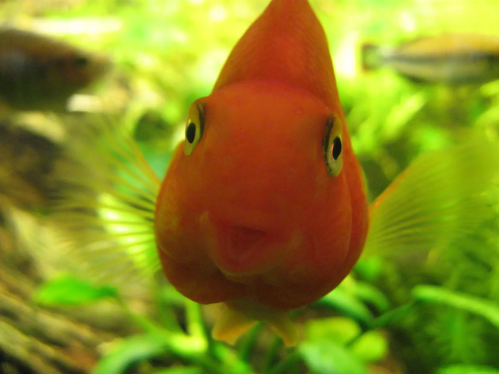 Nejkrásnější ryba