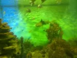 Zlatý hřeb - akvárium se žraloky. Obrovské.