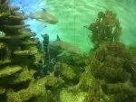 Zlatý hřeb - akvárium se žraloky. Obrovské.