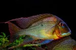 Geophagus Altifrons Tocantins