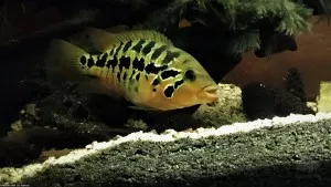 Parachromis motaguensis, 0.1 Beruška, * 3. 12. 2019, vlastní odchov, KV, Egerland. Rodiče: Potvůrka & Papulka. Partner: Brouček