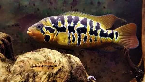 Parachromis motaguensis, 0.1 Čudla, * 3. 12. 2019, vlastní odchov, KV, Egerland. Rodiče: Potvůrka & Papulka. Partner: Zrzek