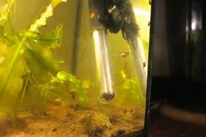 Nakrmená a těhotná samice Micropoecilia picta. Teplota vody na opačné straně akvária je 24°C, u topítka bude asi trochu vyšší.