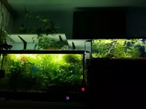 Večerní pohled na akvárium