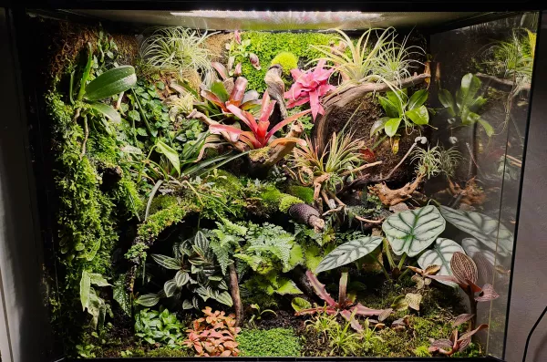 Bioactive Terrarium