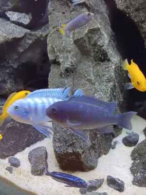 Tlamovec Modrožlutý Blue/Red samci