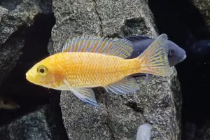 Tlamovec Aulonocara Fire fish