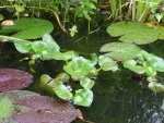 Vodní hyacint