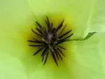 Detail květu Hydrocleis nymphoides
