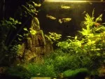 akvárium 45-30-15 cm (cca40 l) pro živorodky