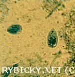 Tetrahymena corlissi - 