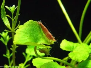 Krevetka červená var. Red cherry | © discus