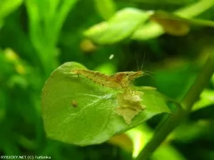 Krevetka Neocaridina palmata sp. Green