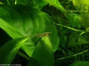 Krevetka Neocaridina palmata sp. Green | © Turbínka