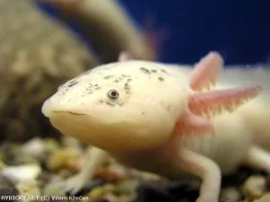 Axolotl mexický | © Vilém Křečan
