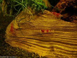 Krevetka kantonská var. Crystal Red | © discus