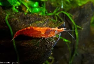 Krevetka červená var. Red cherry | © wlk