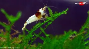 Krevetka kantonská var. Bee | © winter