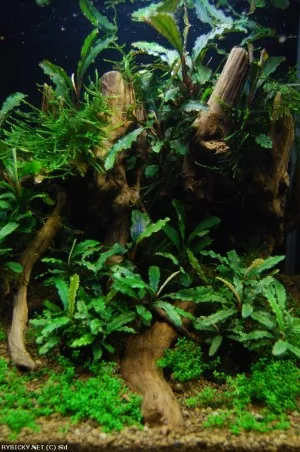 bucephalandra sp. zelené
