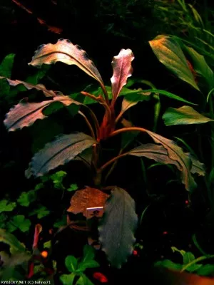 bucephalandra sp. barevné