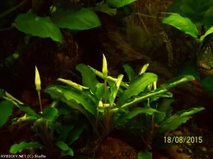 bucephalandra sp. zelené | © Štaffa