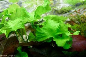 plavín hydrophylla 'Taiwan' | © discus