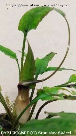kryptokoryna. ferruginea var. sekadauensis | © Rostliny