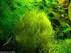 bublinatka trávolistá | © chicko