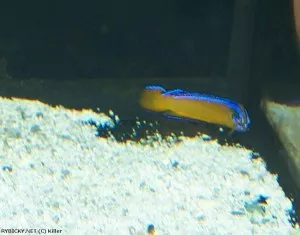 Pseudochromis