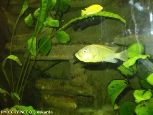 Tlamovec Haplochromis sp. Yellow Belly | © oskarda