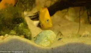 Skvrnivec žlutý | © spongebob