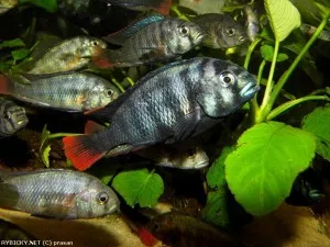 Neochromis