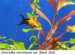 F