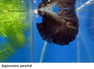 F