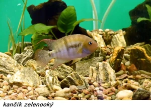 F