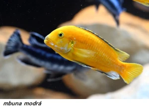 F