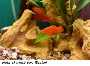 F
