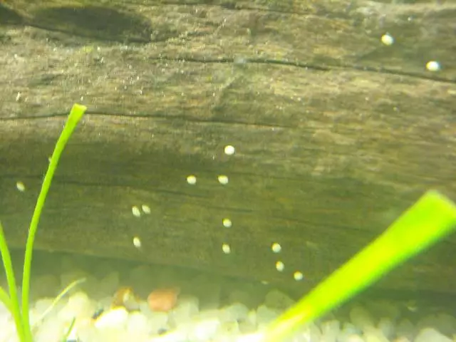 Fotka č. 1 k příspěvku 223181