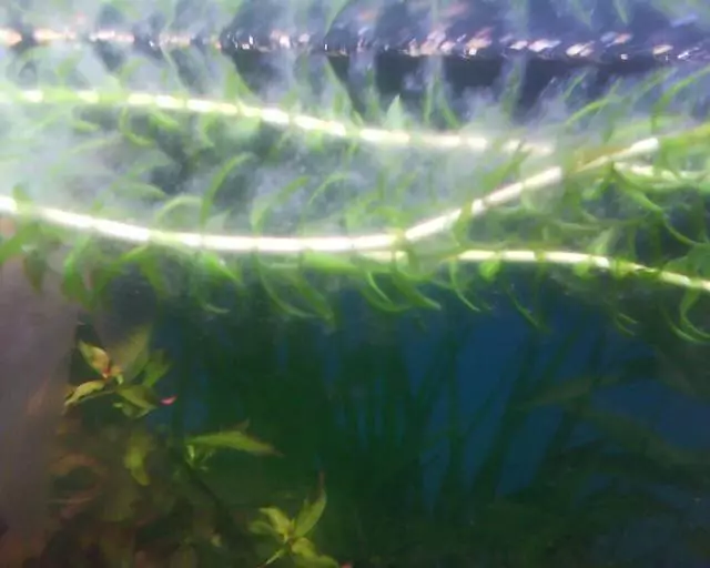 Fotka č. 1 k příspěvku 245198