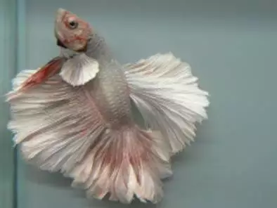 Fotka č. 2 k příspěvku 267025