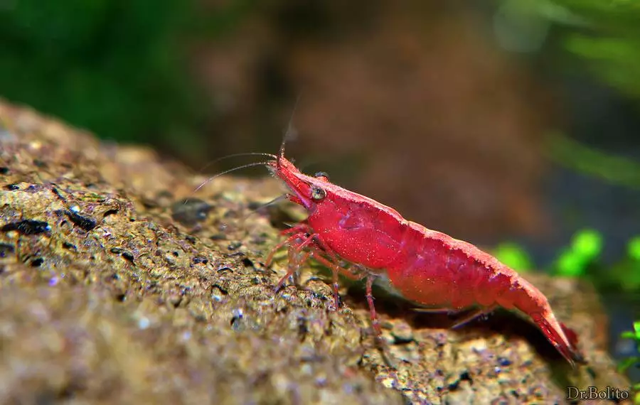 Fotka č. 1 k příspěvku 272727