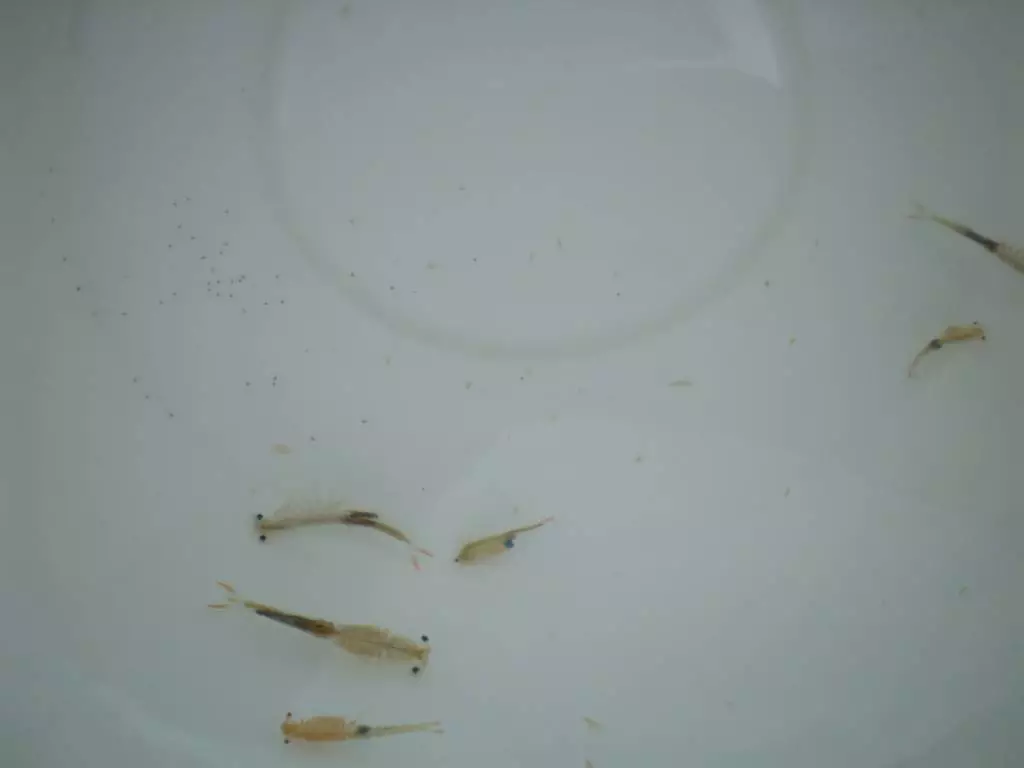 Fotka č. 2 k příspěvku 282274