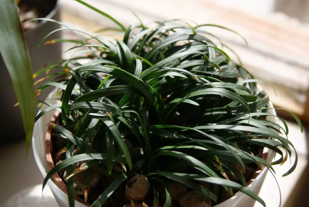 Fotka č. 1 k příspěvku 293929