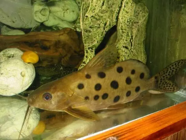 Fotka č. 1 k příspěvku 29679