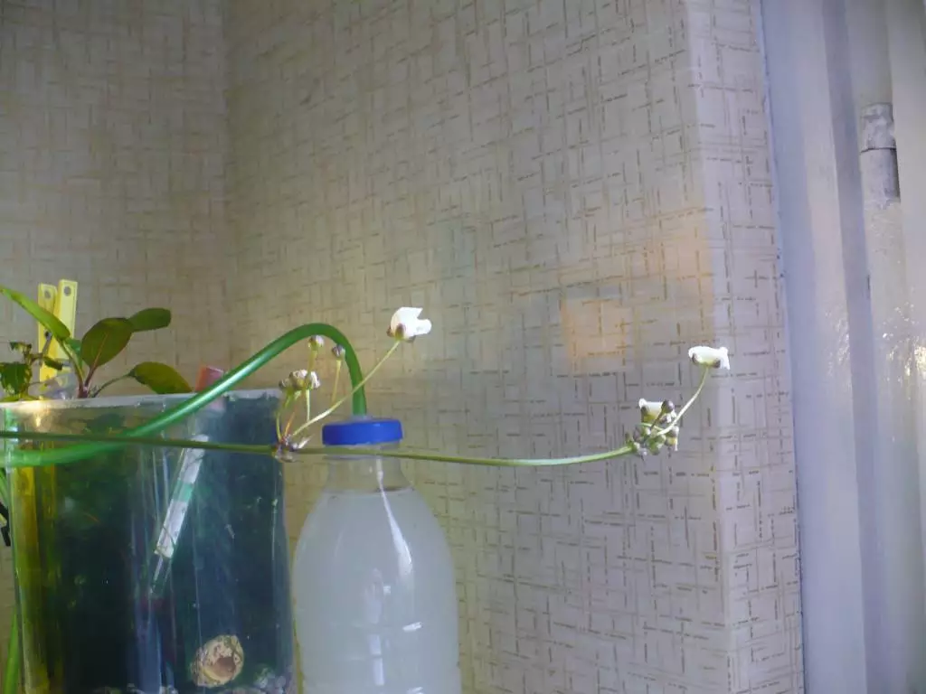 Fotka č. 1 k příspěvku 329068