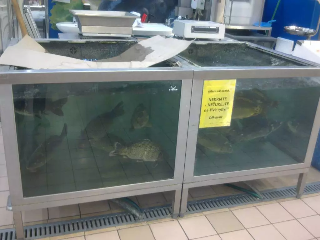 Fotka č. 1 k příspěvku 355480