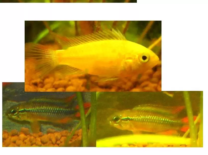 Fotka č. 1 k příspěvku 408239