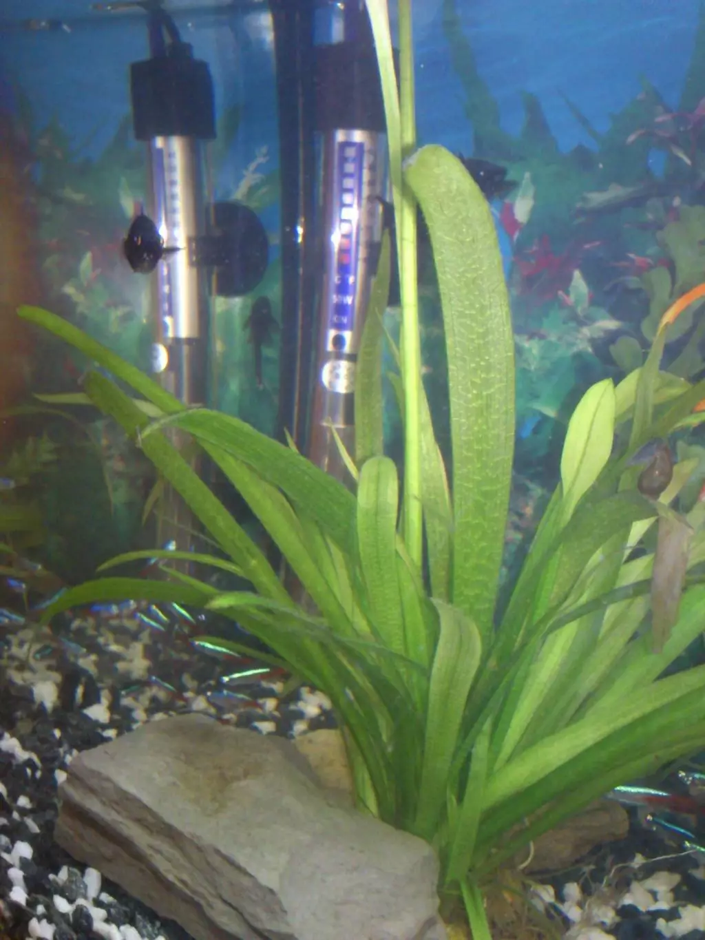 Fotka č. 1 k příspěvku 569895