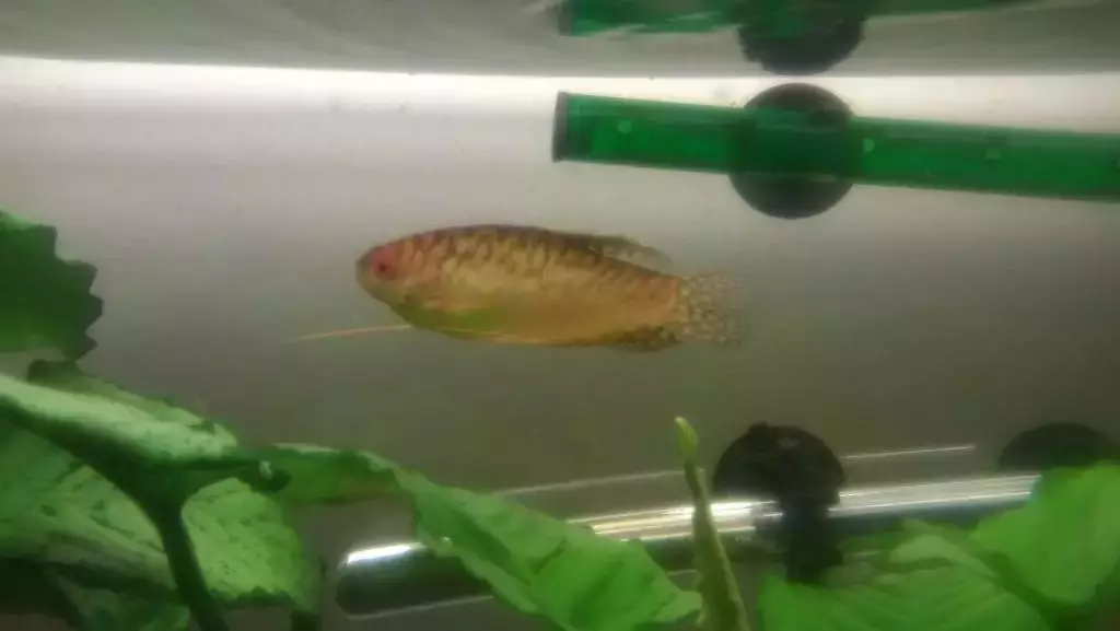 Fotka č. 2 k příspěvku 580270